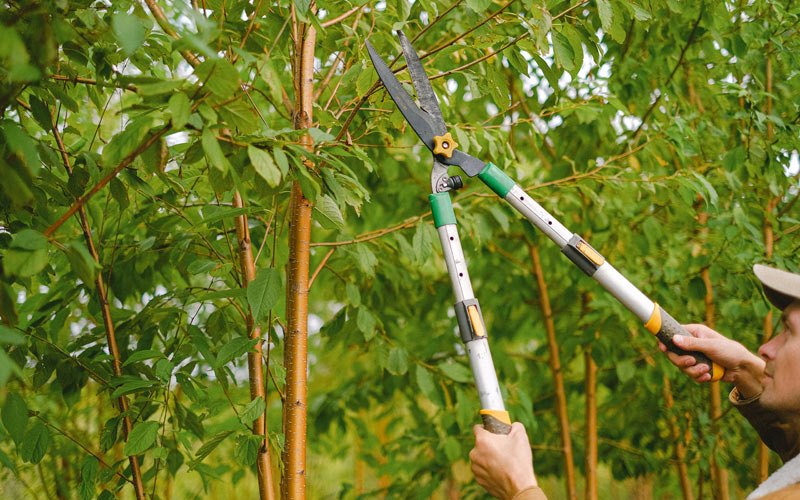 Tree trimming in Millstone Township, NJ