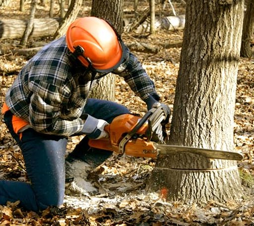 Tree Removal in Millstone Township, NJ